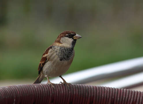 Image of Italian Sparrow