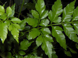 Image of Paullinia serjaniifolia Triana & Planch.