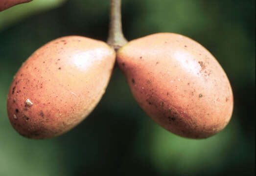 Image of Anomospermum grandifolium Eichl.