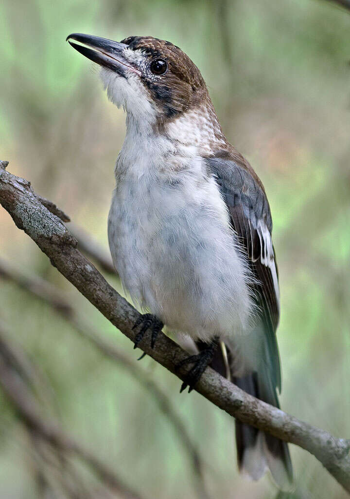 Image of Grey Butcherbird