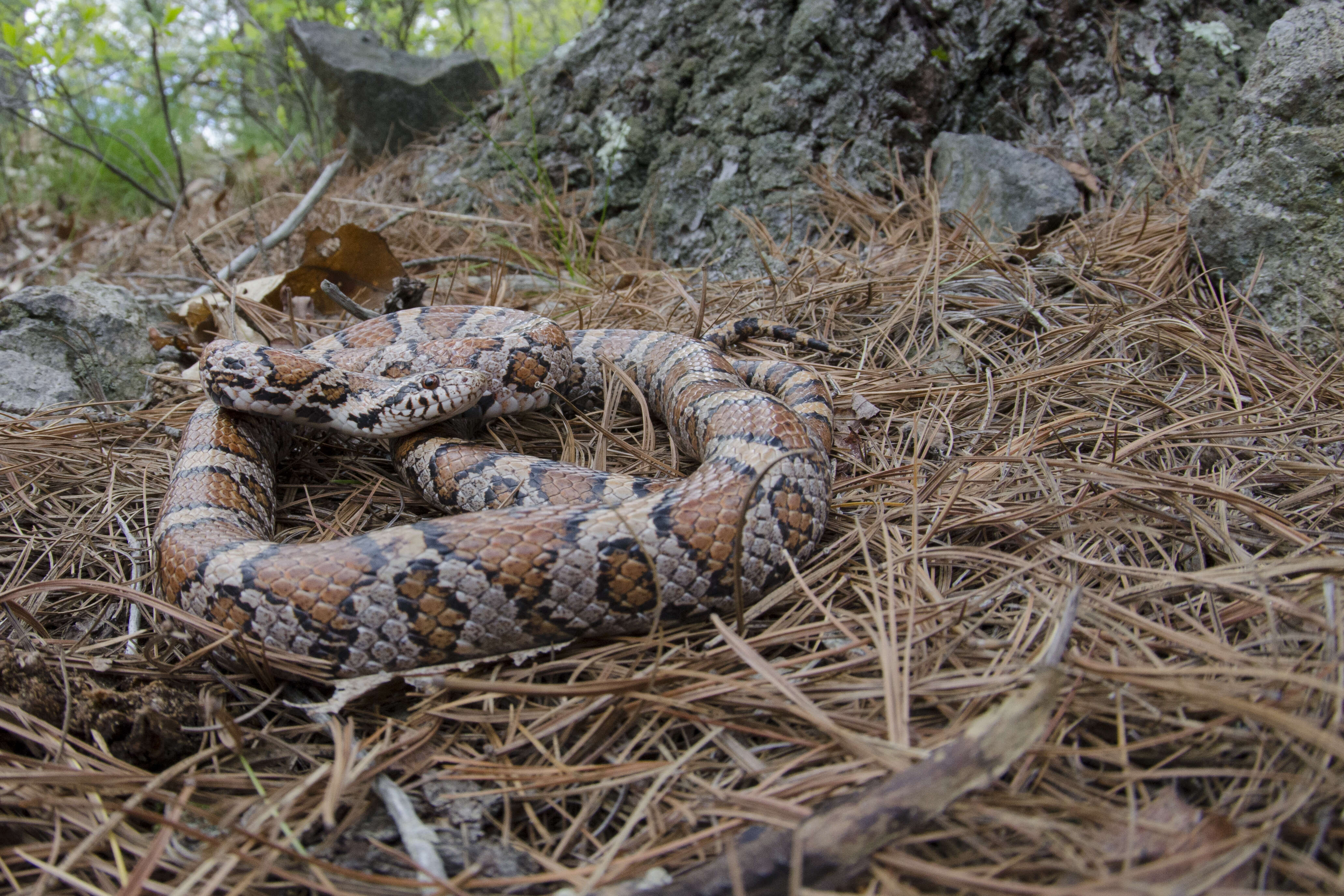 Image of milk snake