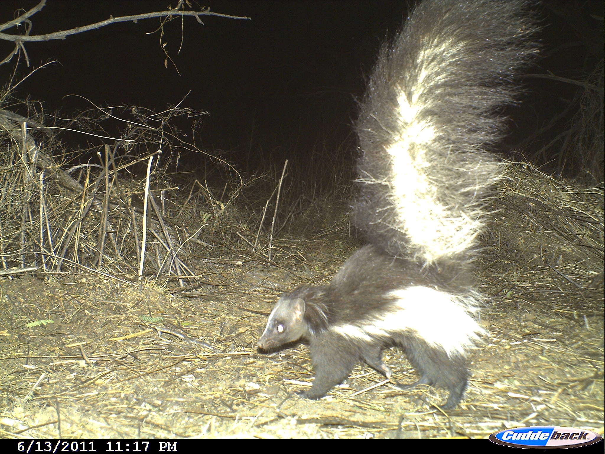 Image of Hooded and Striped Skunks