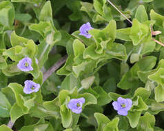 Image of Water Hyssop