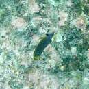 Image of Black Butterflyfish