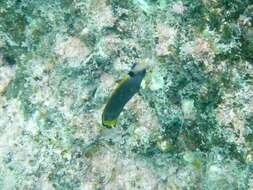 Image of Black Butterflyfish