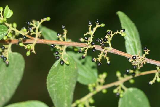 Image of peach-leaved poison bush