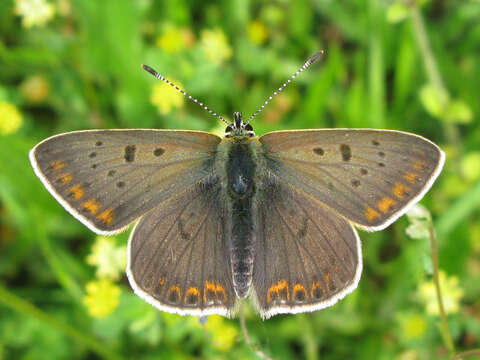 Image of Lycaena tityrus