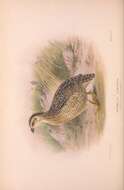 Image of Brown Quail