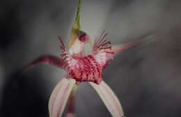 Caladenia longicauda Lindl.的圖片