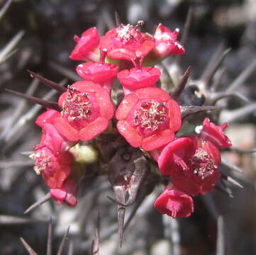 Image of Euphorbia corniculata R. A. Dyer