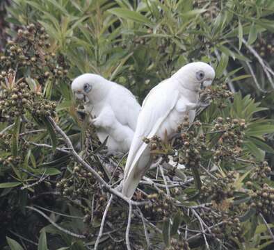 Image of Little Corella