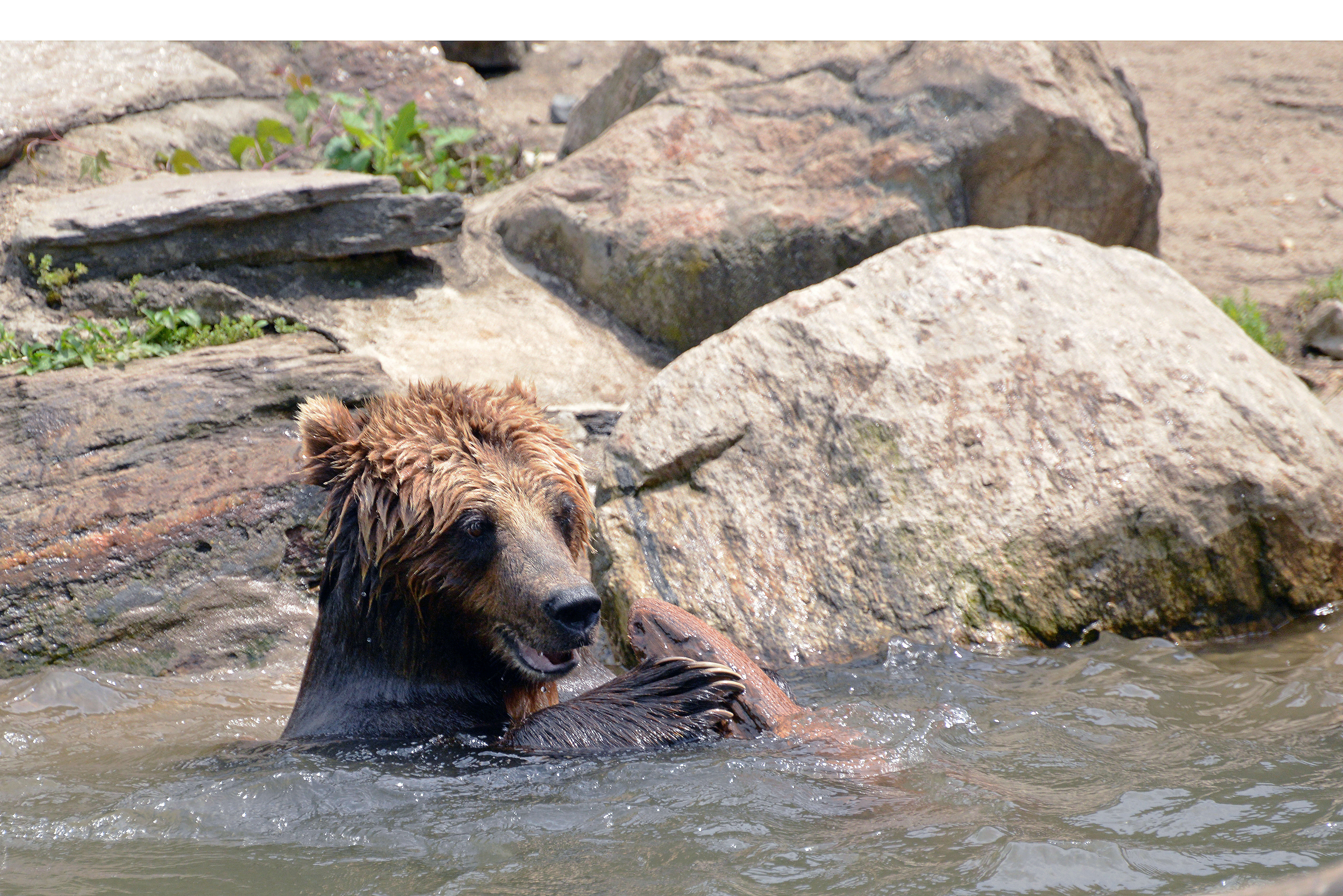 Image of Brown Bear