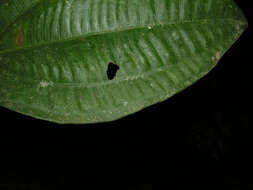 Image of Conostegia dissitiflora (Almeda) Kriebel