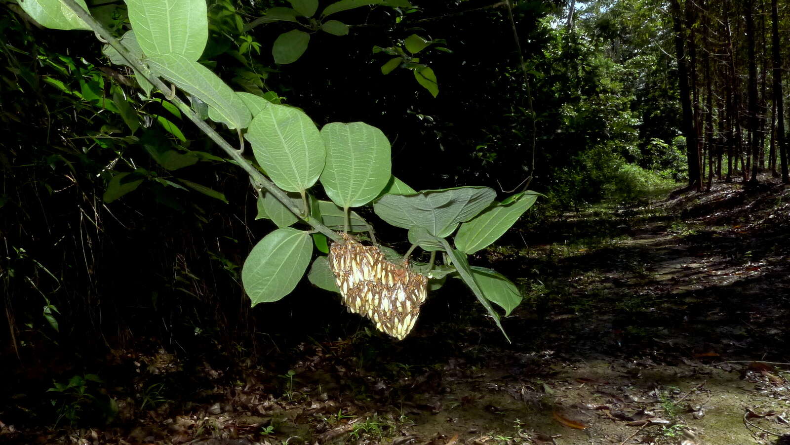 Image of Apoica pallens (Fabricius 1804)