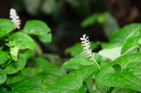 Imagem de Gymnotheca chinensis Decne.