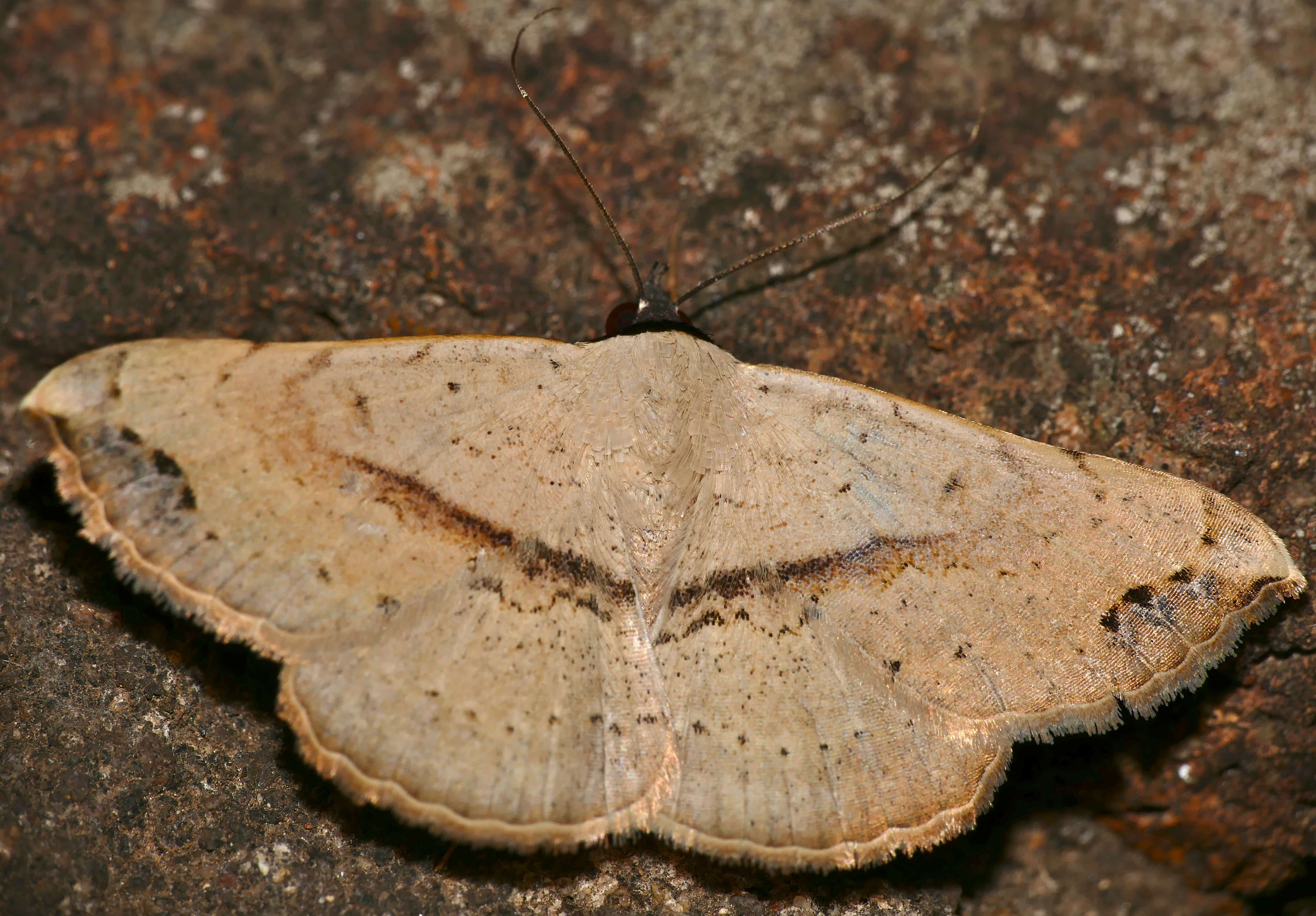 Image of Fruit-piercing Moths