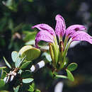 Image of Bauhinia ramosissima Hemsl.