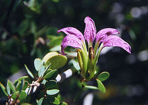 Image of Bauhinia ramosissima Hemsl.