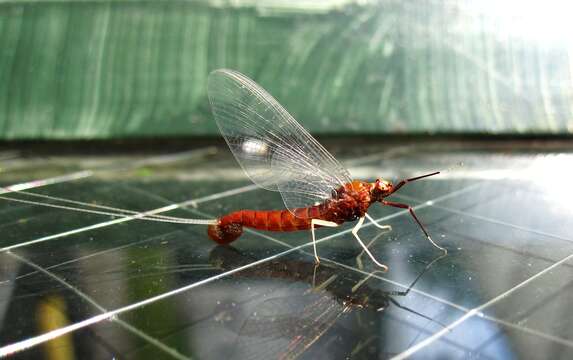 Image of Ephemeroptera