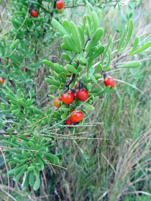 Image of Carolina desert-thorn