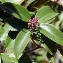 Image of Miconia hirtella Cogn.