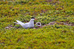 Image of Arctic Tern