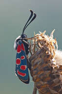 Image of Zygaena carniolica Scopoli 1763