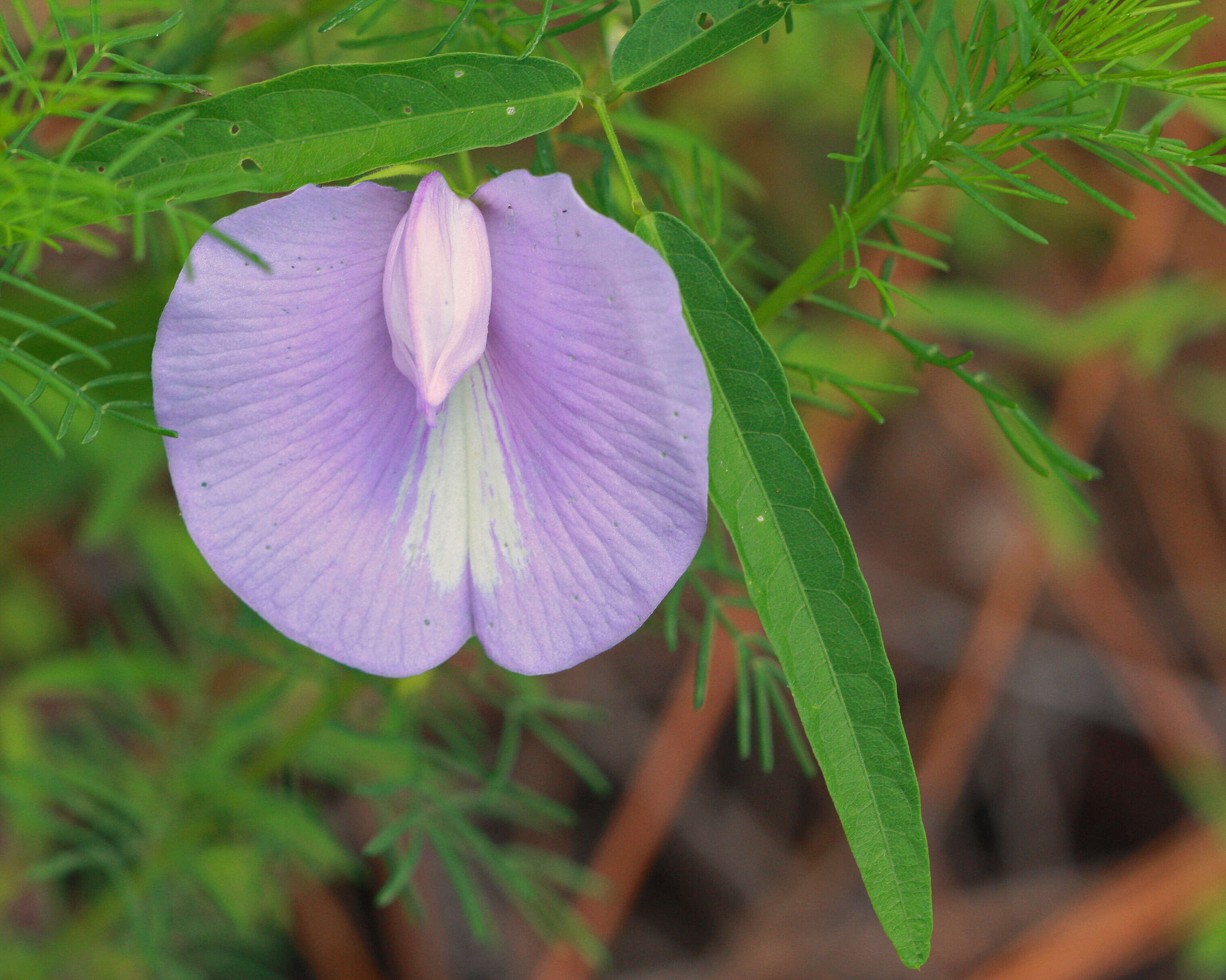 Image of butterfly pea