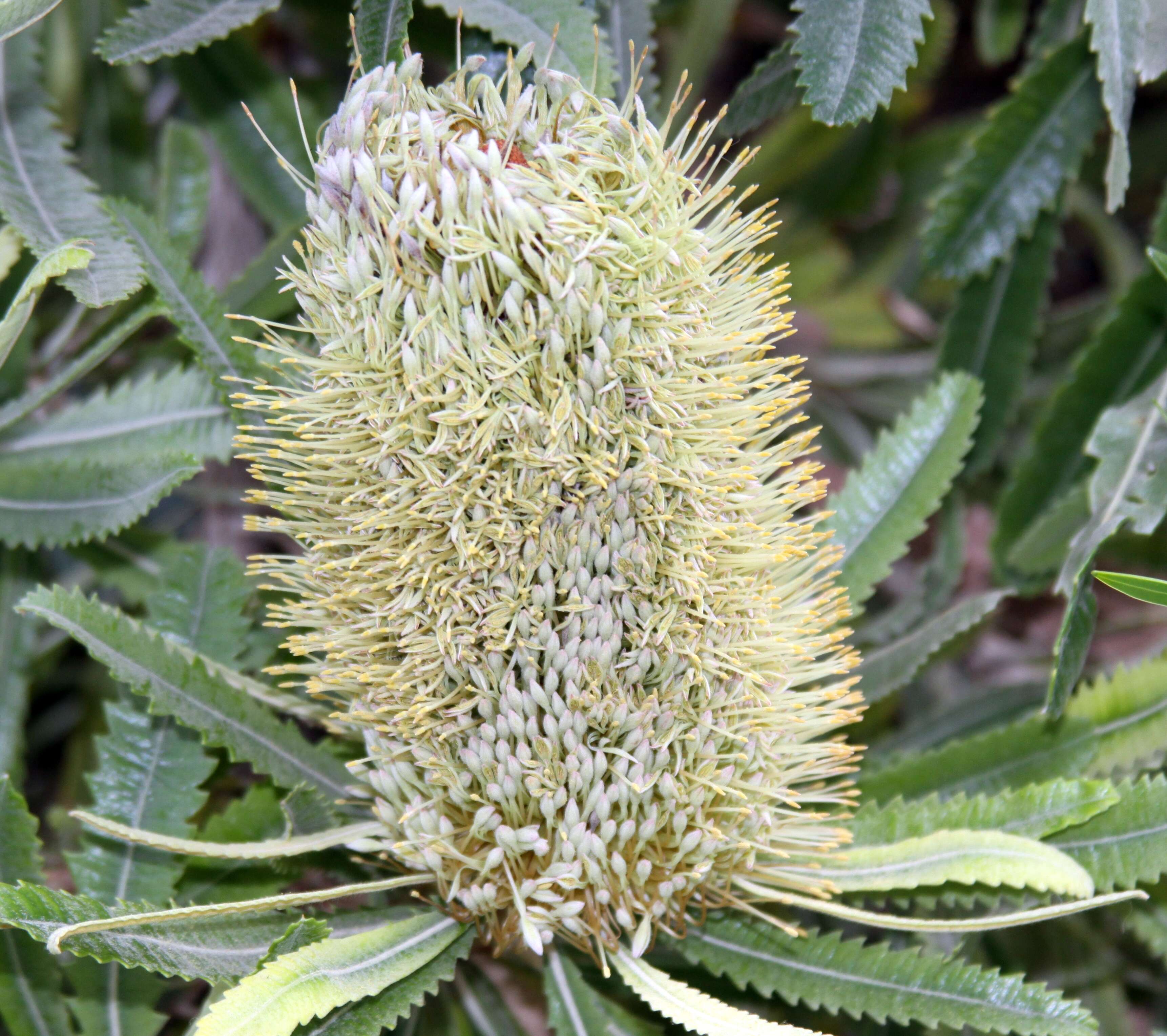 Image of banksia