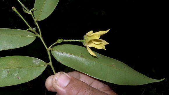 Image of Guatteria macropus Mart.