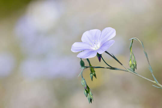 Image of Linum alpinum Jacq.