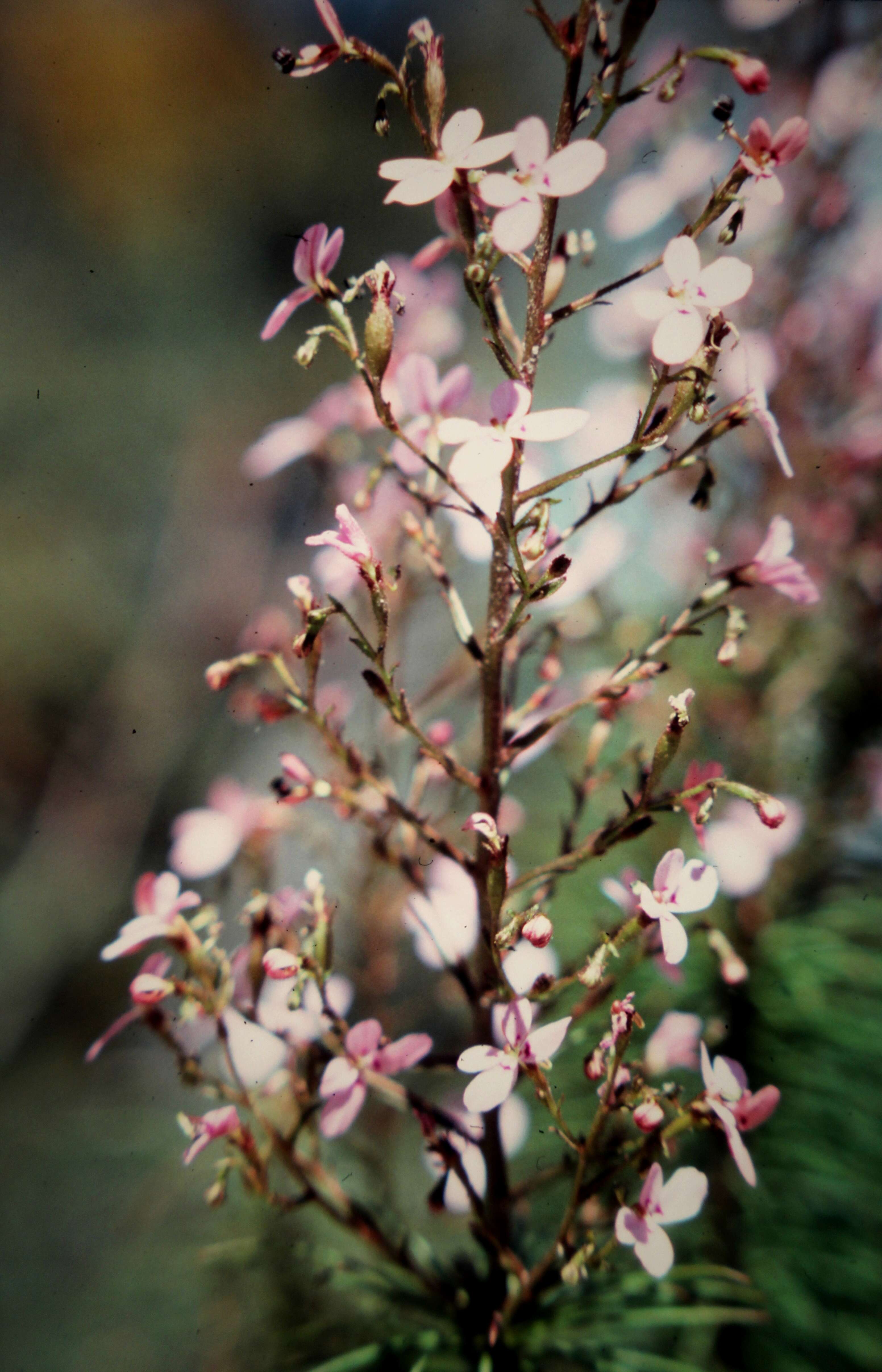 Image of Stylidium laricifolium Rich.