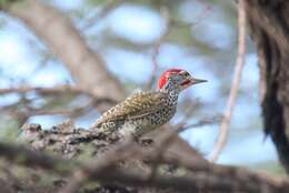 Image of Nubian Woodpecker