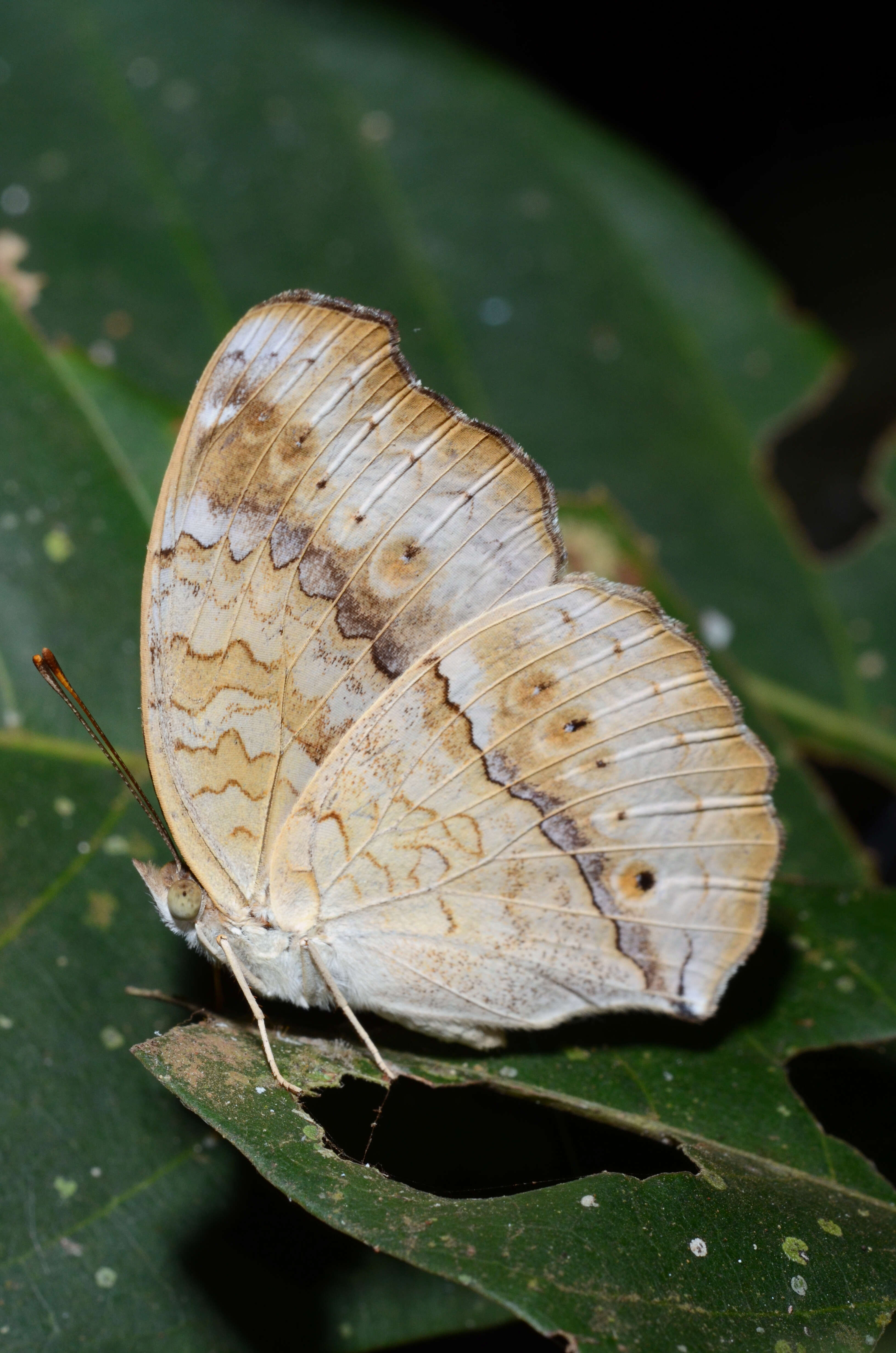 Image of Grey Pansy Butterfly