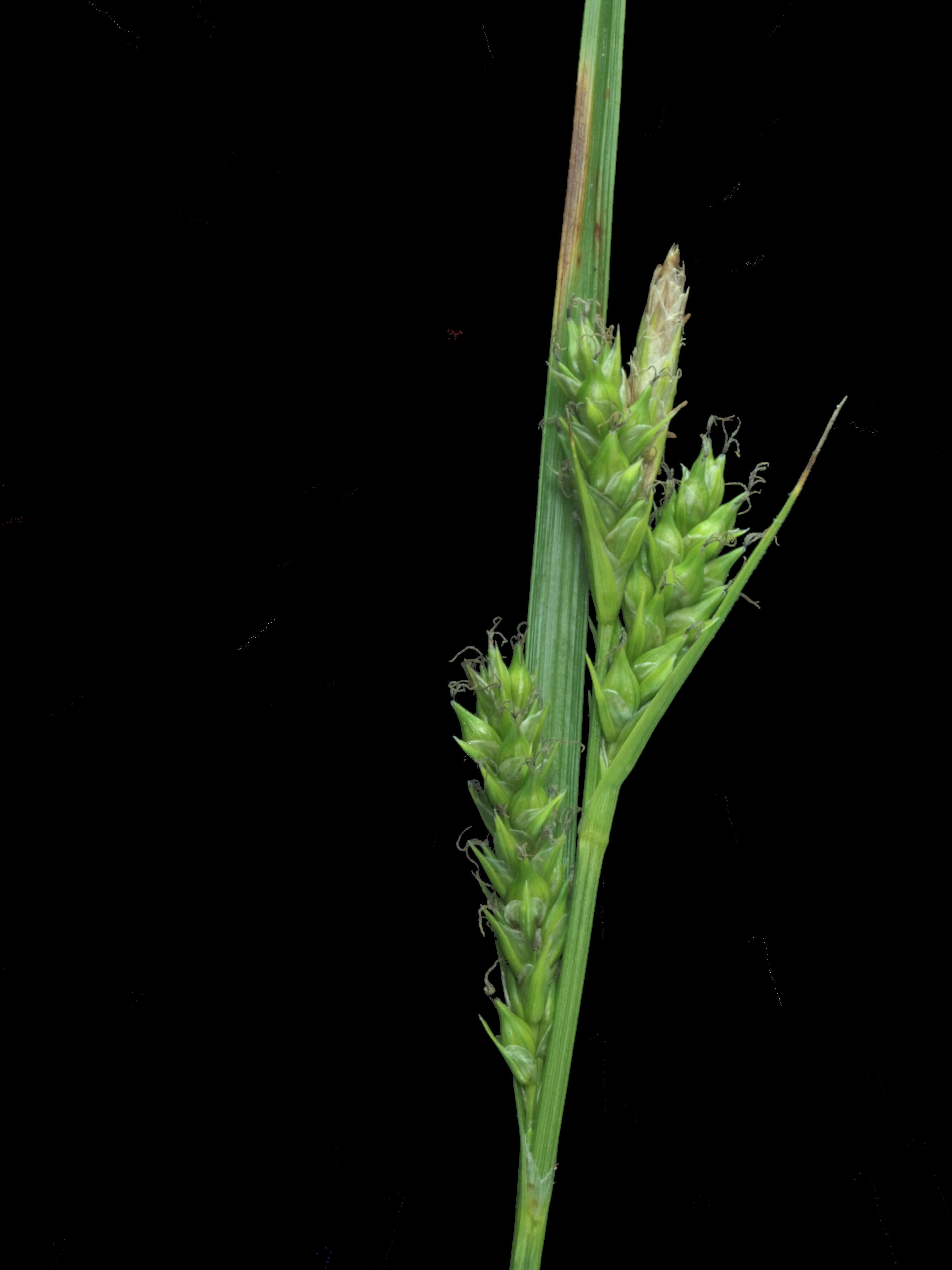 Image of Whitney's sedge