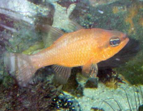 Image of Cardinal Fish