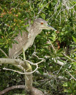 Image of Night Herons