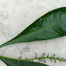 Image of Conchocarpus longifolius (A. St.-Hil.) J. A. Kallunki & J. R. Pirani