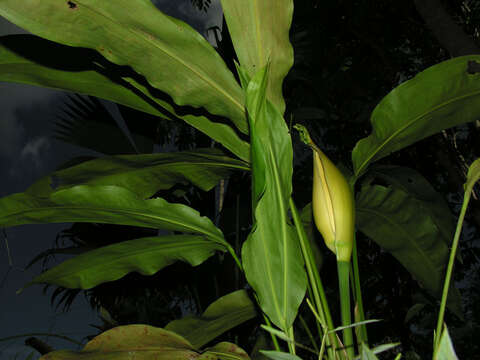 Image of Cyclanthus