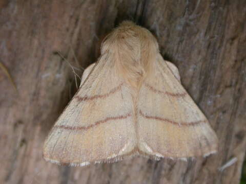 Image of Tent caterpillar