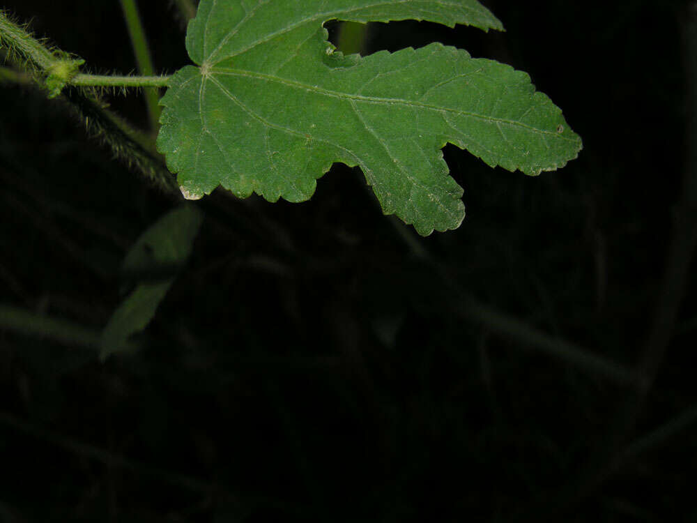 Image of leafbract