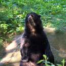 Image of Spectacled bear