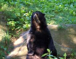 Image of Andean Bears