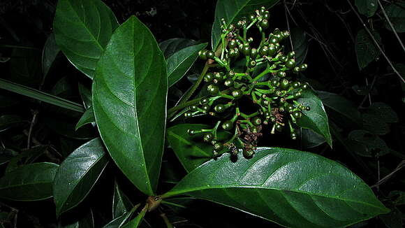 Image of Psychotria mapourioides DC.