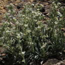 Image of roughseed cryptantha