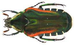 Image de Eumacronota