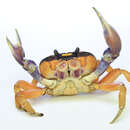 Image of Mexican Land Crab