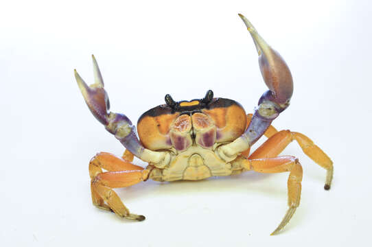 Image of Gecarcinus Leach 1814