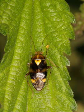 Image of Liocoris