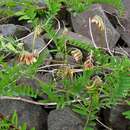 Слика од Vicia nigricans subsp. gigantea (Hook.) Lassetter & C. R. Gunn